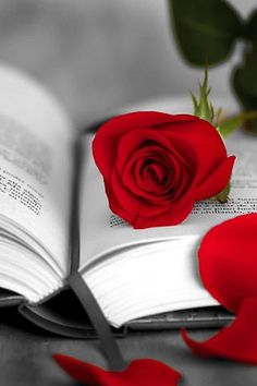 a red rose sitting on top of an open book