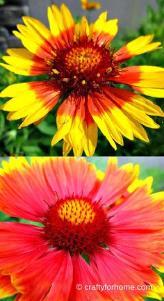 three different pictures of flowers with one yellow and red flower in the center, another orange and yellow flower in the middle