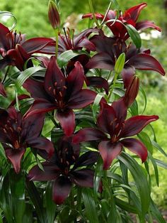 red flowers are blooming in the garden