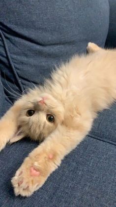 a white cat laying on its back on a blue couch with it's paws hanging out