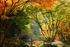 an autumn scene with trees and flowers in the foreground