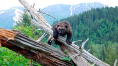 a brown bear sitting on top of a fallen tree in the woods with mountains in the background