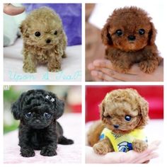 four different pictures of puppies with blue eyes and brown hair, one is black