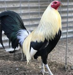 a black and white rooster standing next to another chicken in a cage on dirt ground