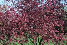 a tree with pink flowers in the middle of a field