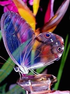 a colorful butterfly sitting on top of a glass container in front of some leaves and flowers