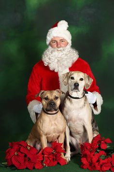 a man dressed as santa claus and two dogs sitting in front of red poinsettias