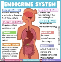 the endocine system is an organ that contains many different types of organs and functions