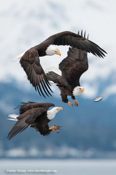 two bald eagles flying over the ocean with mountains in the background