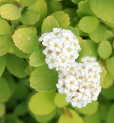 small white flowers with green leaves in the background