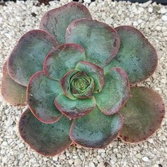 a green and red succulent plant sitting on top of gravel