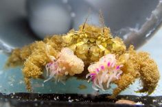 an underwater crab with pink and yellow flowers on its back, sitting in the water