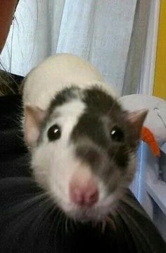 a woman holding a rat in her arms and looking at the camera while she holds it up