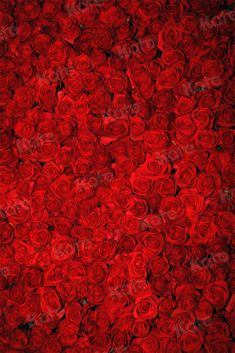 a bunch of red roses that are all over the place