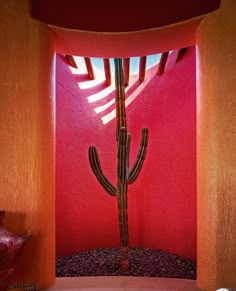 a cactus in the middle of a room with red walls