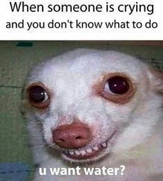 a small white dog with brown eyes and a caption that reads, when someone is crying and you don't know what to do u want water?