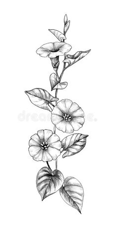 Tattoo Over Scar, Flower Pattern Drawing, Botanical Tattoo, Flower Sketches, Cute Pastel Wallpaper, Tattoo Illustration, Botanical Drawings, Pretty Tattoos