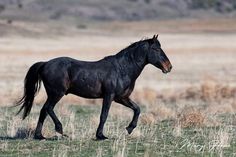 a black horse is running through the grass