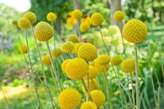 many yellow flowers are growing in the grass