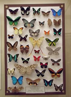 a display case filled with lots of different colored butterflies