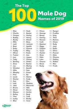 the top 100 male dog names of 2013 infographical poster for dogs and their owners