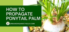 a close up of a plant with the words how to propagate polytail palm