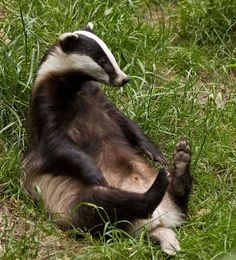 a badger sitting in the grass with its paws up to his chest and legs spread out