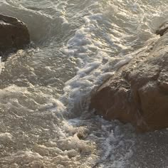 there is a bird that is standing on the rocks in the water by the beach