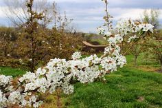 white flowers are blooming on the branches of an apple tree in a grassy area