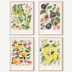 four framed prints with fruit and flowers on them