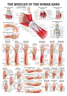 Muscles Of The Hand, Anatomy Chart, Psoas Release, Hand Anatomy, Human Body Anatomy, Muscular System, Muscle Anatomy, Human Anatomy And Physiology, Medical Anatomy