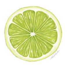 a drawing of a lime slice on a white background with watercolor pencils in it