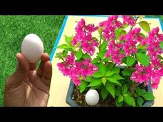 someone is holding an egg in front of a potted plant with pink flowers on it