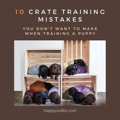 three dogs are sitting in front of a wooden crate with the words, 10 crate training mistakes you don't want to make when training a puppy