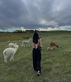 a woman is standing in the grass with some llamas and sheep behind her