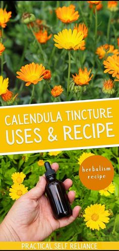 a hand holding a small bottle in front of yellow flowers with the words caledua tincture uses & recipe