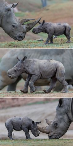 two rhinoceros are playing with each other in the wild