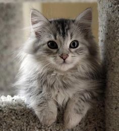 a cat sitting on top of a scratching post