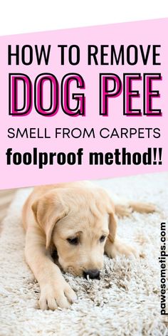 a dog laying on top of a rug with the words how to remove dog pee smell from carpet