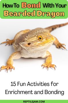 a bearded dragon with the title how to bond with your bearded dragon 15 fun activities for enrichment and bonding