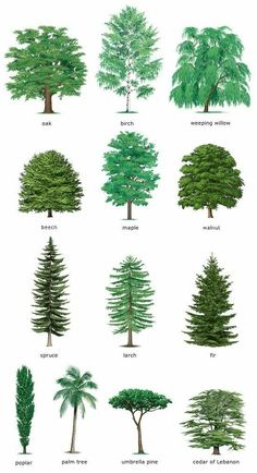 different types of trees and their names