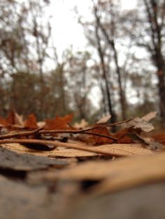 leaves on the ground with trees in the backgroung behind them and only one leaf left