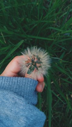 a person holding a dandelion in their hand