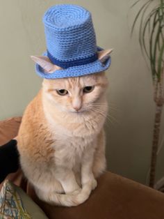 an orange cat wearing a blue hat sitting on top of a brown leather chair next to a potted plant