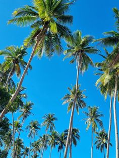 the palm trees are reaching up into the blue sky