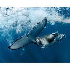 a humpback whale swims under the surface of the water in this underwater photo