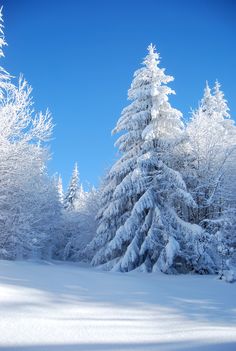 snow covered trees in the middle of a snowy field