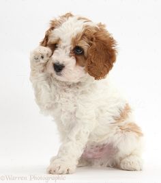 a small white and brown dog sitting on top of a white floor