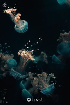 some very pretty jellyfish in the water