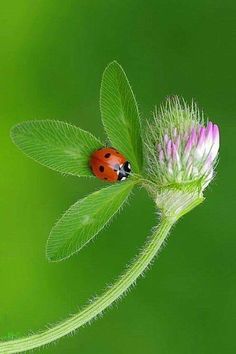 a lady bug sitting on top of a flower